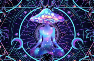 DMT STORE